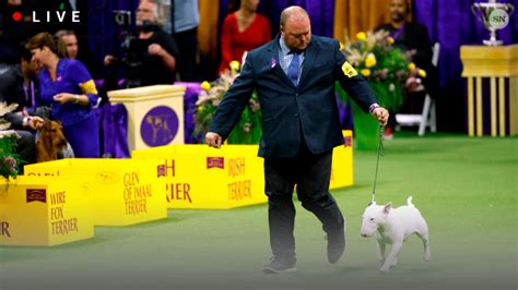 red dog aviator live|Westminster Dog Show 2024 live breed results, winners for every .